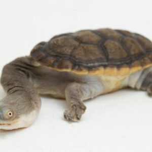 siebenrock's snake necked turtle for sale