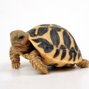 Indian Star Tortoise for sale
