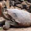 Galapagos islands tortoise