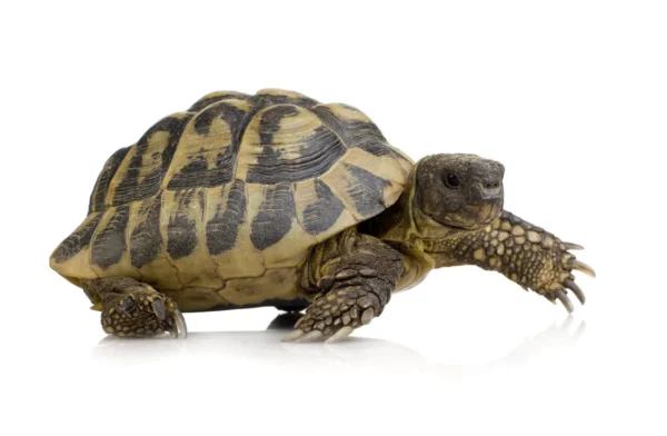Buy Greek Tortoise online