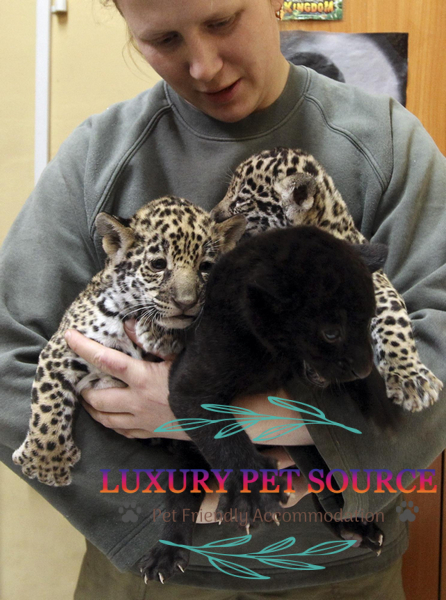 Baby Jaguar for sale