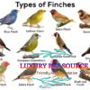 Finch birds