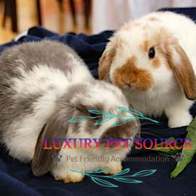 Rabbits for sale - Luxury Pet Source - Buy real rabbit online