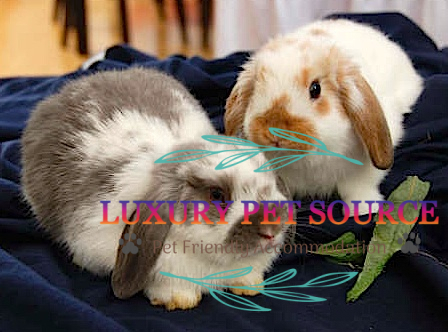 Bunny Holland Lop Ear for sale