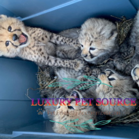 Tiger Cubs For Sale - Luxury Pet Source Luxury Cubs For Sale.