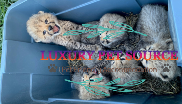 Cheetah Cubs For Sale
