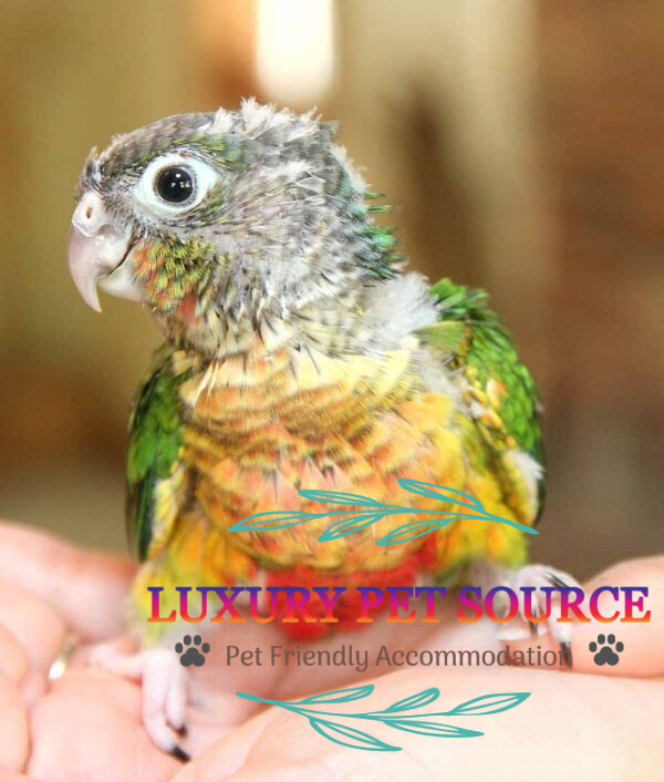 Baby Conure ( Yellow Sided)