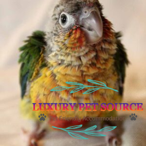 Baby Conure ( Yellow Sided)