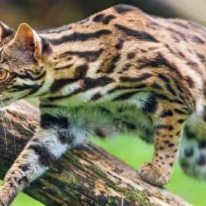 Asian Leopard Cat For Sale