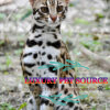 Asian Leopard Cat For Sale