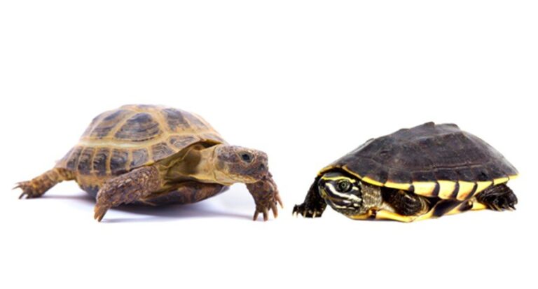 Difference Between Turtle and Tortoise - Luxury Pet Source