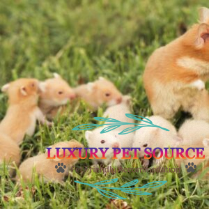 hamsters for sale online