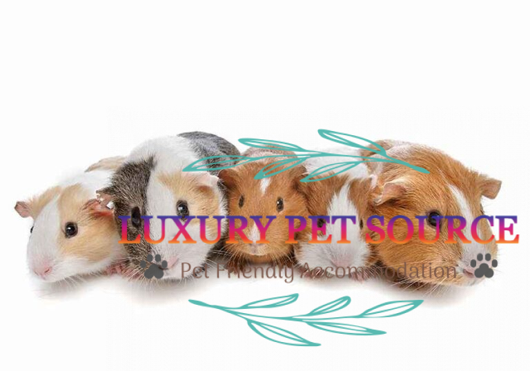 Guinea Pig for sale Luxury Pet Source Buy Guinea Pig online