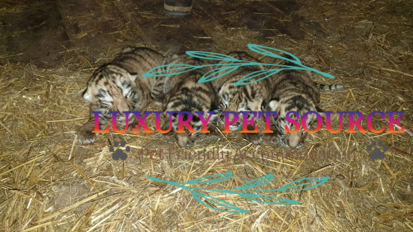 Tiger Cubs For Sale Luxury Pet Source Luxury Cubs For Sale.