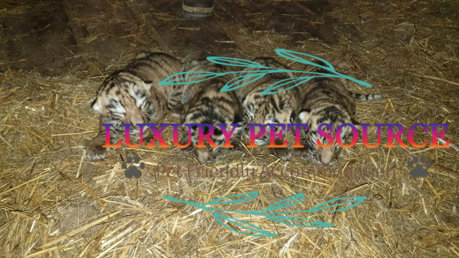 Tiger Cubs For Sale - Luxury Pet Source Luxury Cubs For Sale.