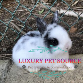 Rabbits for sale - Luxury Pet Source - Buy real rabbit online