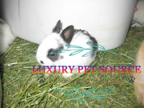 Bunny Dwarf for sale