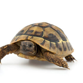 buy tortoise online
