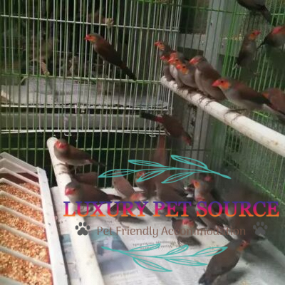 Buy exotic birds online - Luxury Pet Source - Best place to buy birds