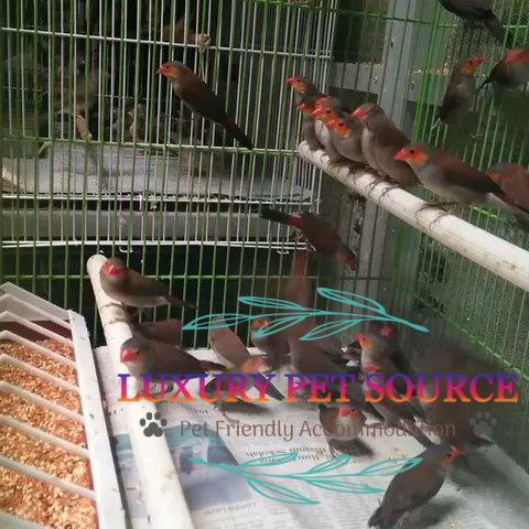 Lavender Waxbill for sale