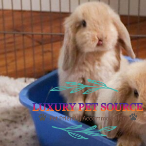 Bunny Holland Lop Ear for sale