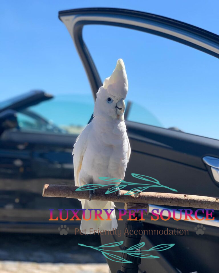 Solomon’s Cockatoo For sale Luxury Pet Source Buy Parrots online