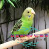 Golden parakeet parrots for sale