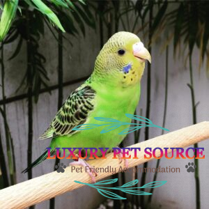 Golden parakeet parrots for sale