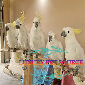 YELLOW CRESTED COCKATOO FOR SALE 