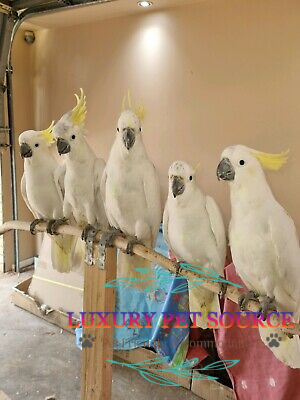 YELLOW CRESTED COCKATOO FOR SALE 