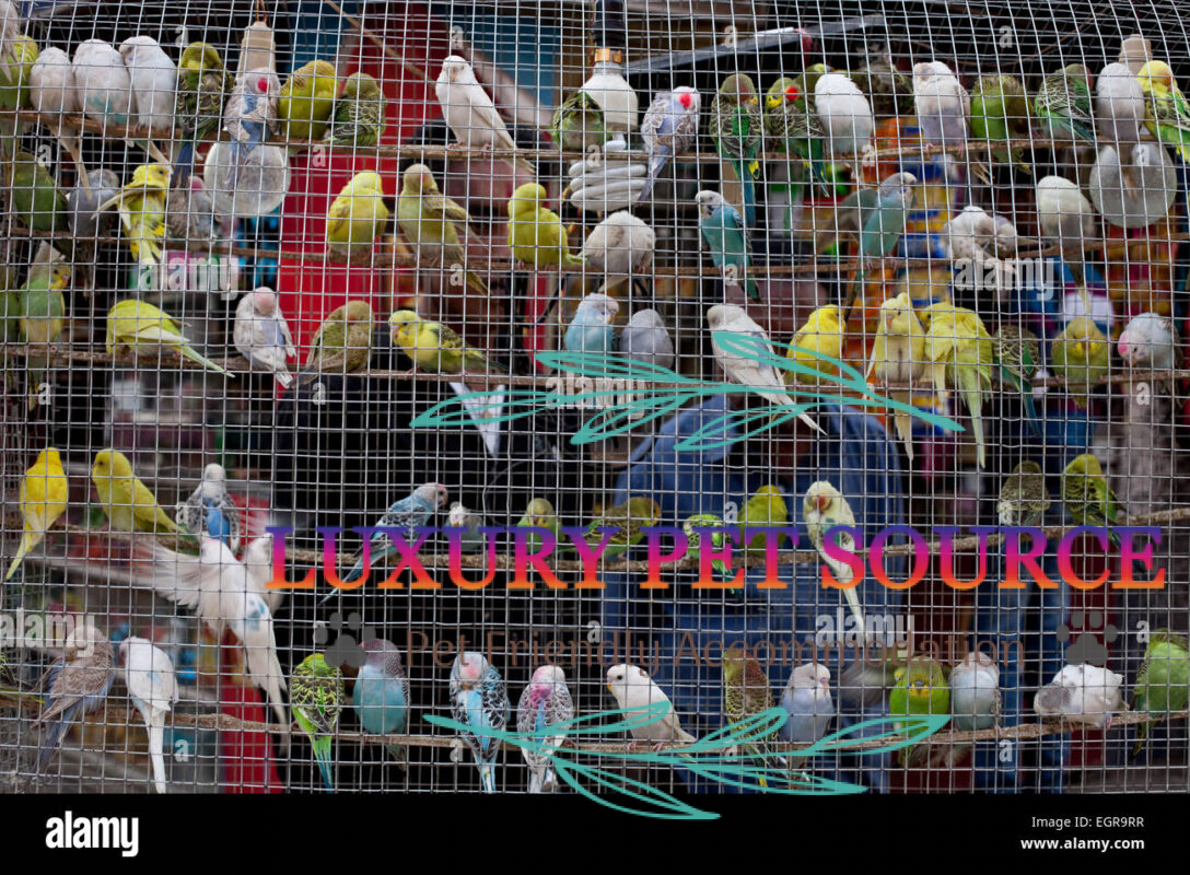 Lovebirds for sale Luxury Pet Source Best place to buy Birds online