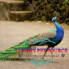 Peacock Bird for sales