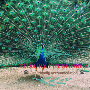 Peacock Bird for sales