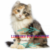 american curl kitten for sale