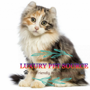 american curl kitten for sale