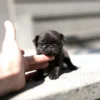 pug puppies for sale near me