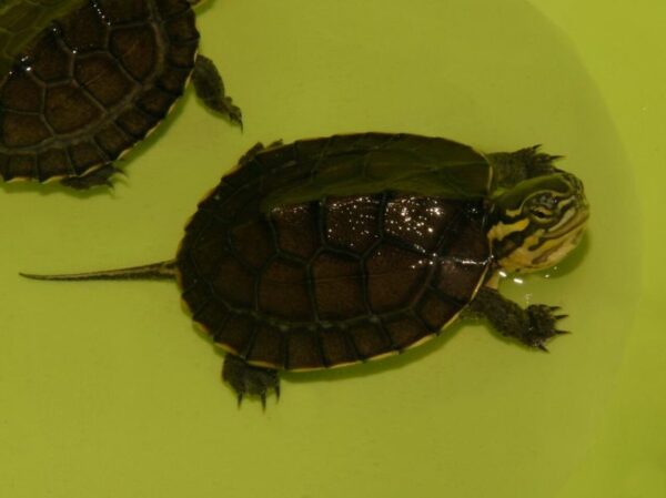vietnamese pond turtle