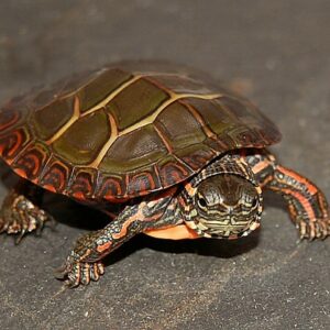eastern painted turtle size