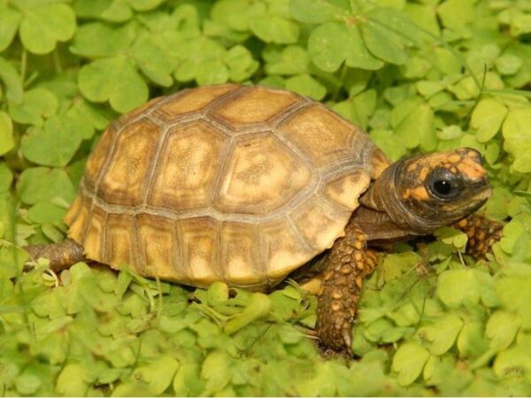 High Yellow Footed Tortoises