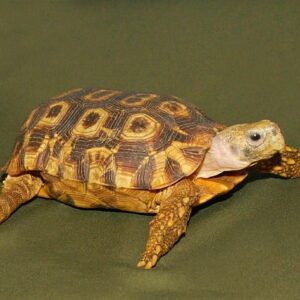 Speke's hingeback tortoise 