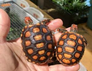 honey colored red footed tortoises for sale