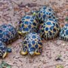 Radiated tortoise for sale