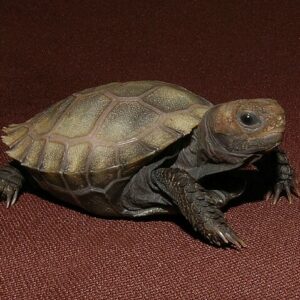 burmese brown mountain tortoise for sale