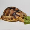 Kleinman's Tortoise