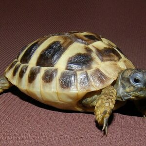 Hermann's Tortoise for sale