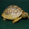 high white leopard tortoise for sale