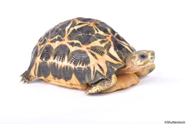 madagascar flat shelled spider tortoises for sale
