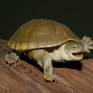 Yellow Mud Turtle Size