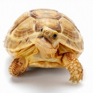 Sulcata Tortoise for sale