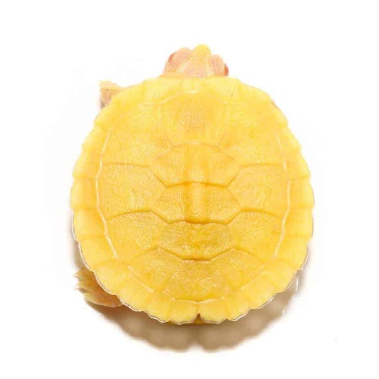 Leucistic albino red eared slider for sale Luxury Pet Source Buy